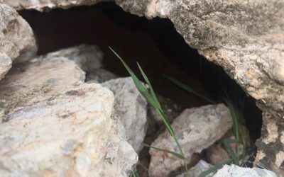 Jones Assembly of God